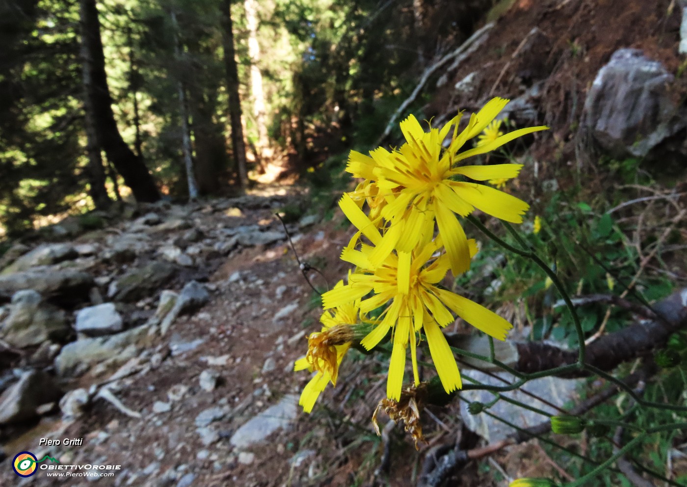 46 Qualche fiore di giallo Hieracium .JPG